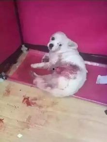 狗狗最新爆料图片大全,狗狗最新爆料图片大盘点